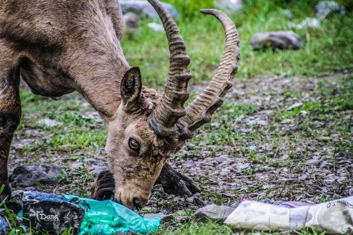 Горные козлы вынуждены пастись среди мусора в нацпарке в Туркестанской области