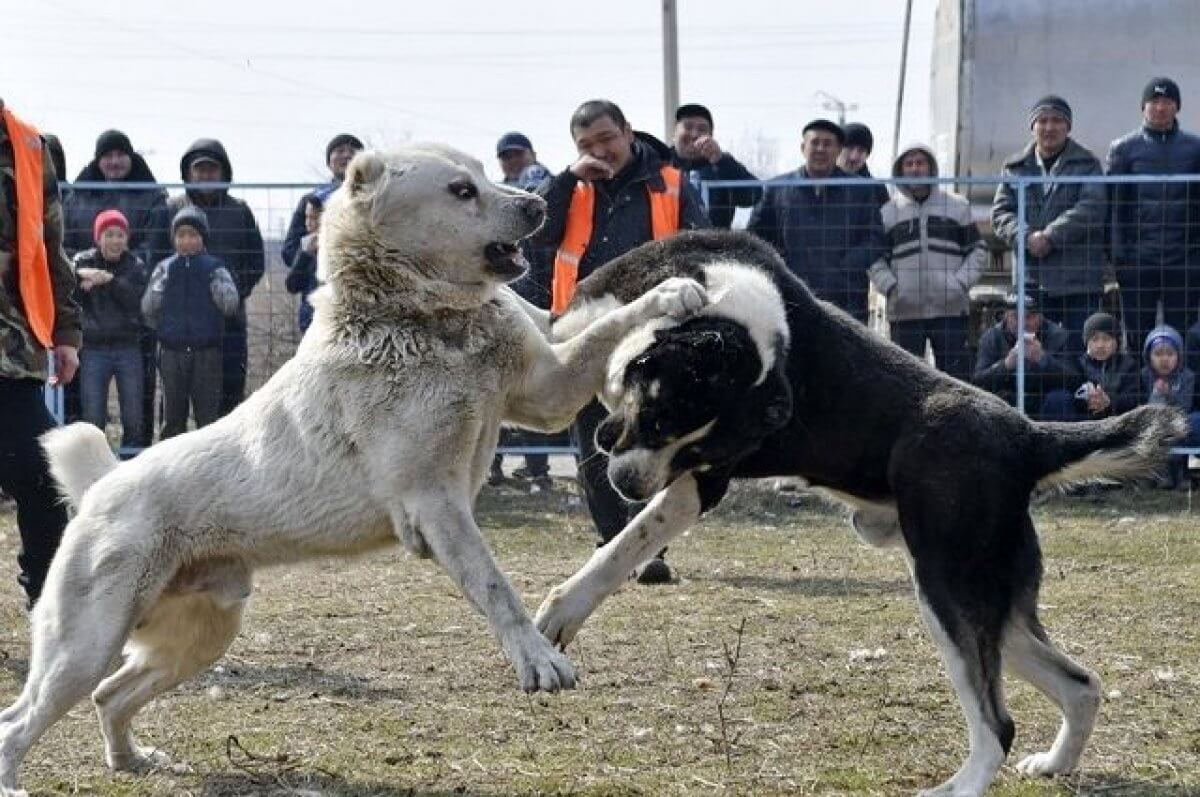 Собачьи бои 2020 алабаев