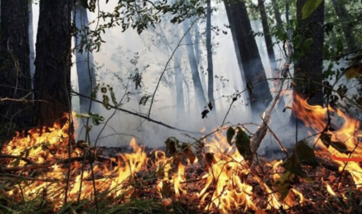 Чрезвычайная пожарная опасность сохраняется в нескольких регионах Казахстана