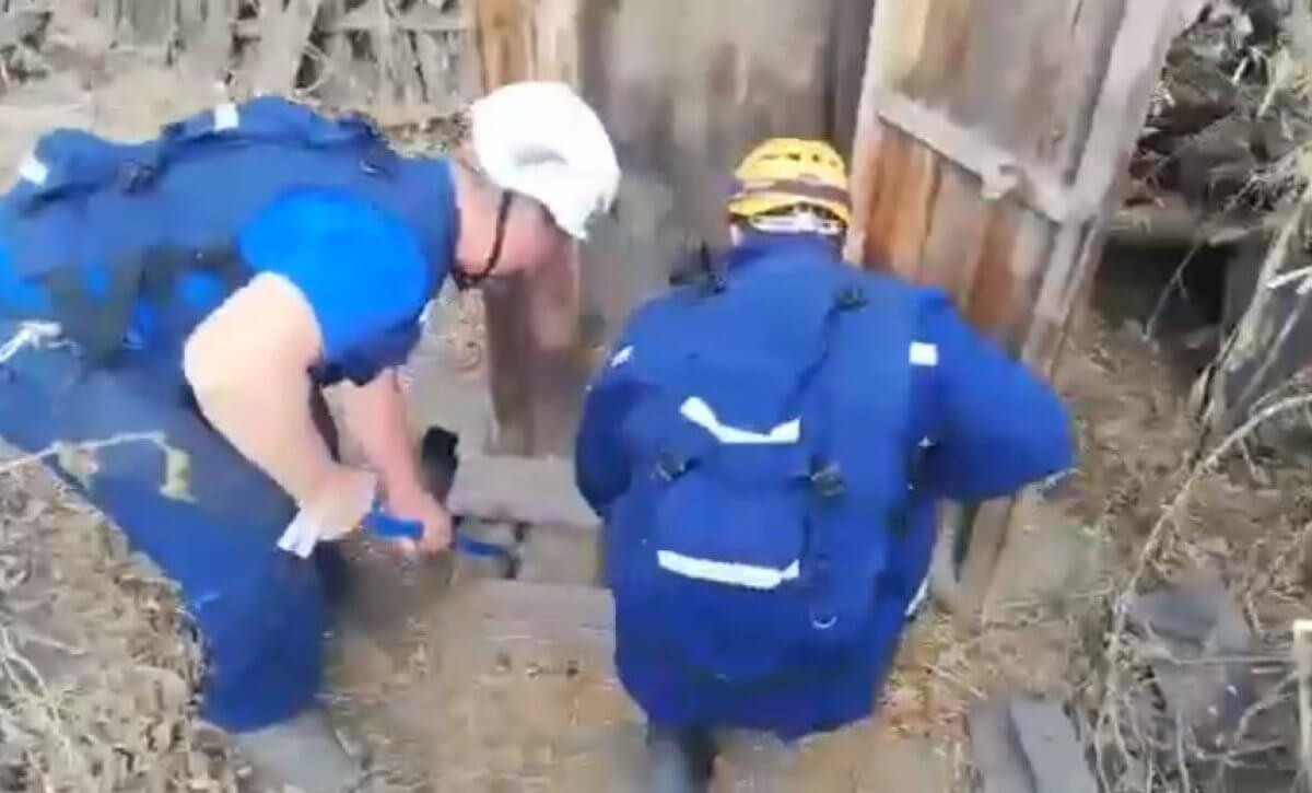 Четырех щенят спасли из выгребной ямы в Усть-Каменогорске (ВИДЕО)