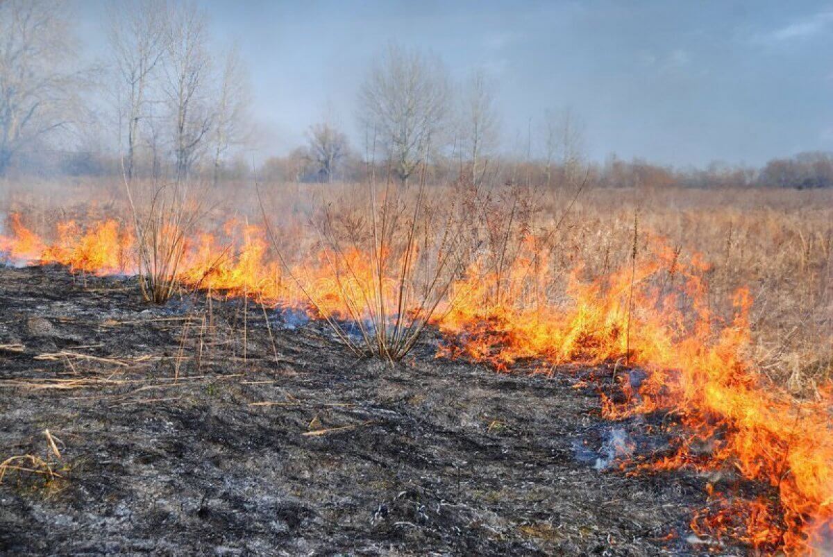 Пал травы весной. ИАС Лесные пожары в Республике Коми 2.0. Торфяные пожары. Палы сухой травы. Весенний пал травы.