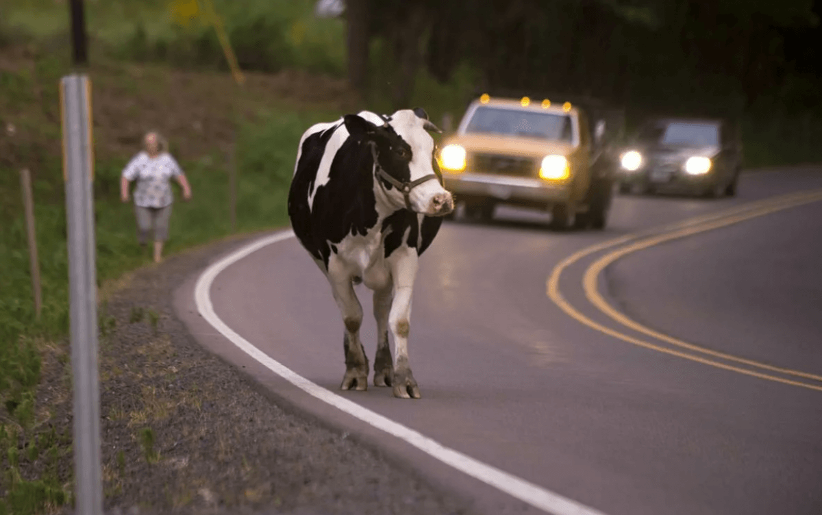 Живущим близ трасс казахстанцам придется покрывать скот светоотражающей аэрозолью