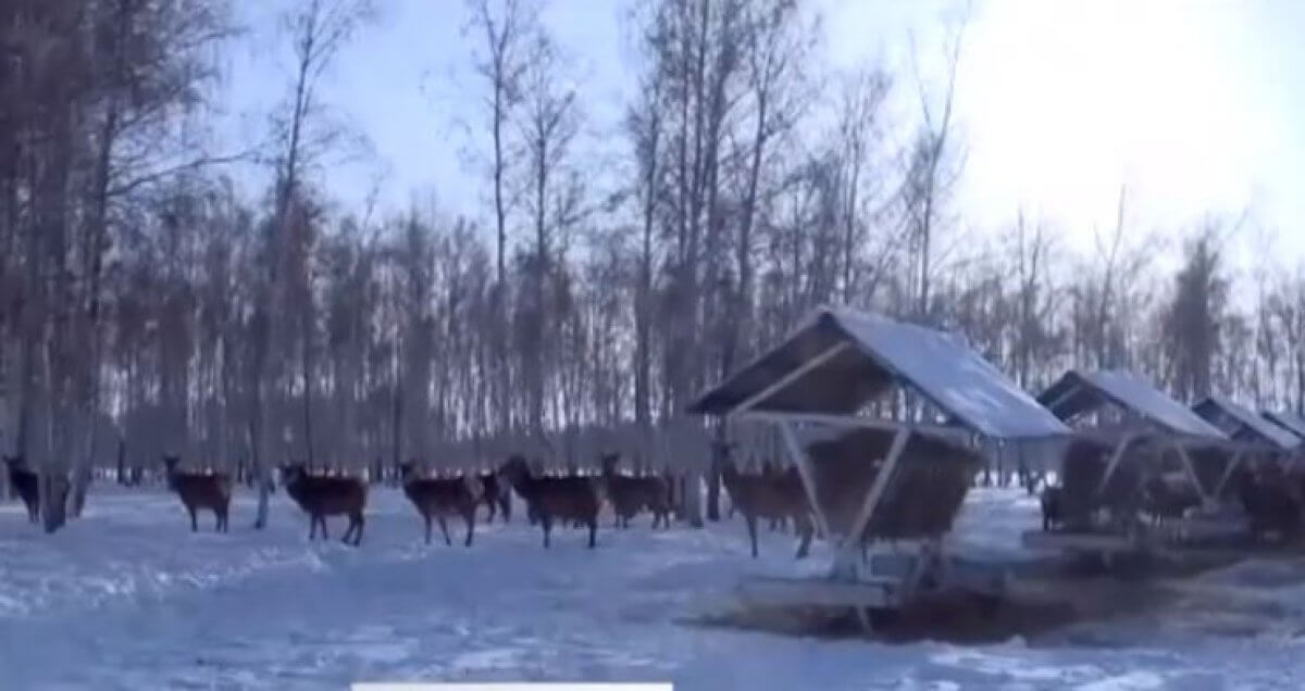 Охотников на сибирскую косулю задержали в СКО