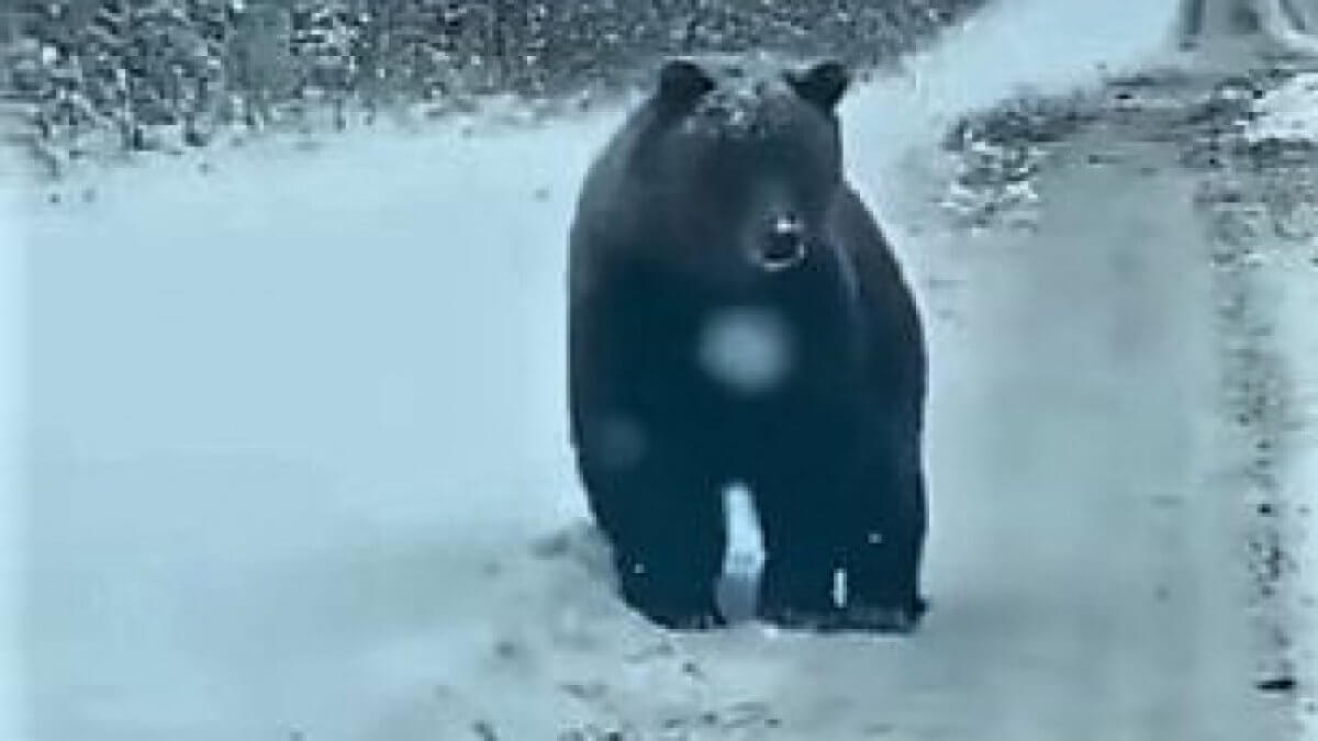 Гуляющего по дороге медведя сняли на видео в ВКО