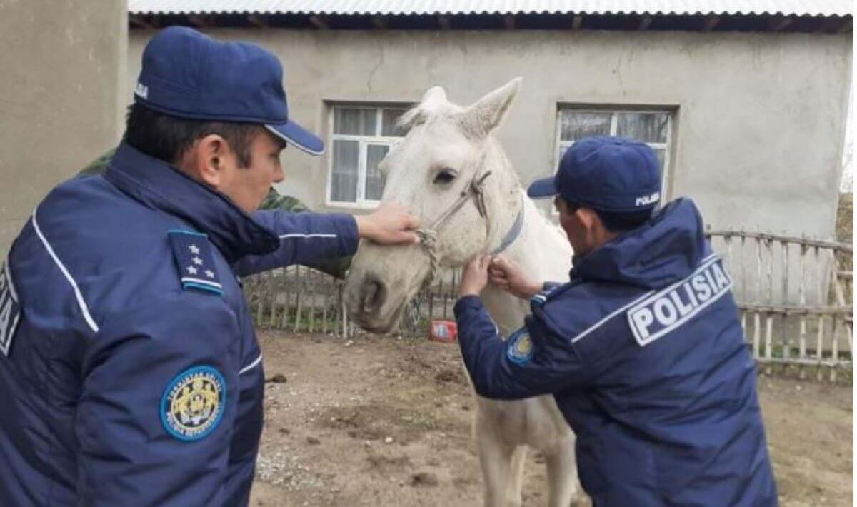 Зоомагазин для домашних питомцев