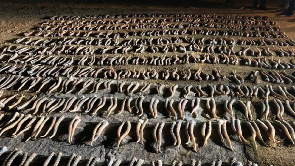 Порядка 500 рогов краснокнижного сайгака изъяли у алматинца