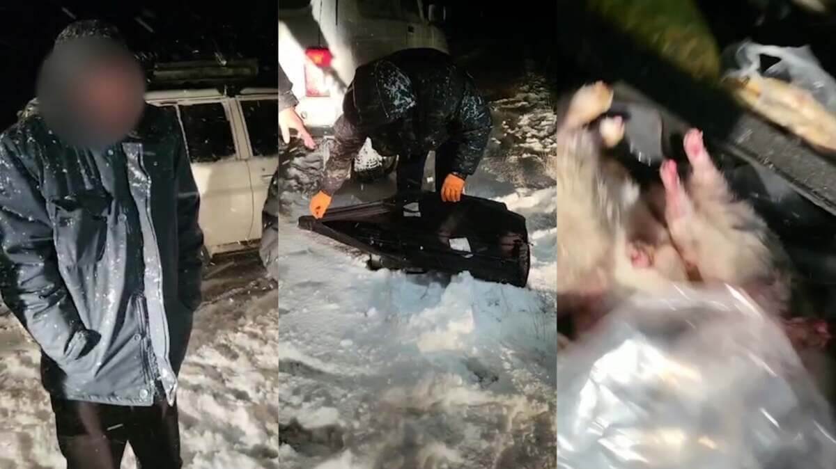 Туши краснокнижных животных и оружие нашли в авто браконьеров в Жетысу