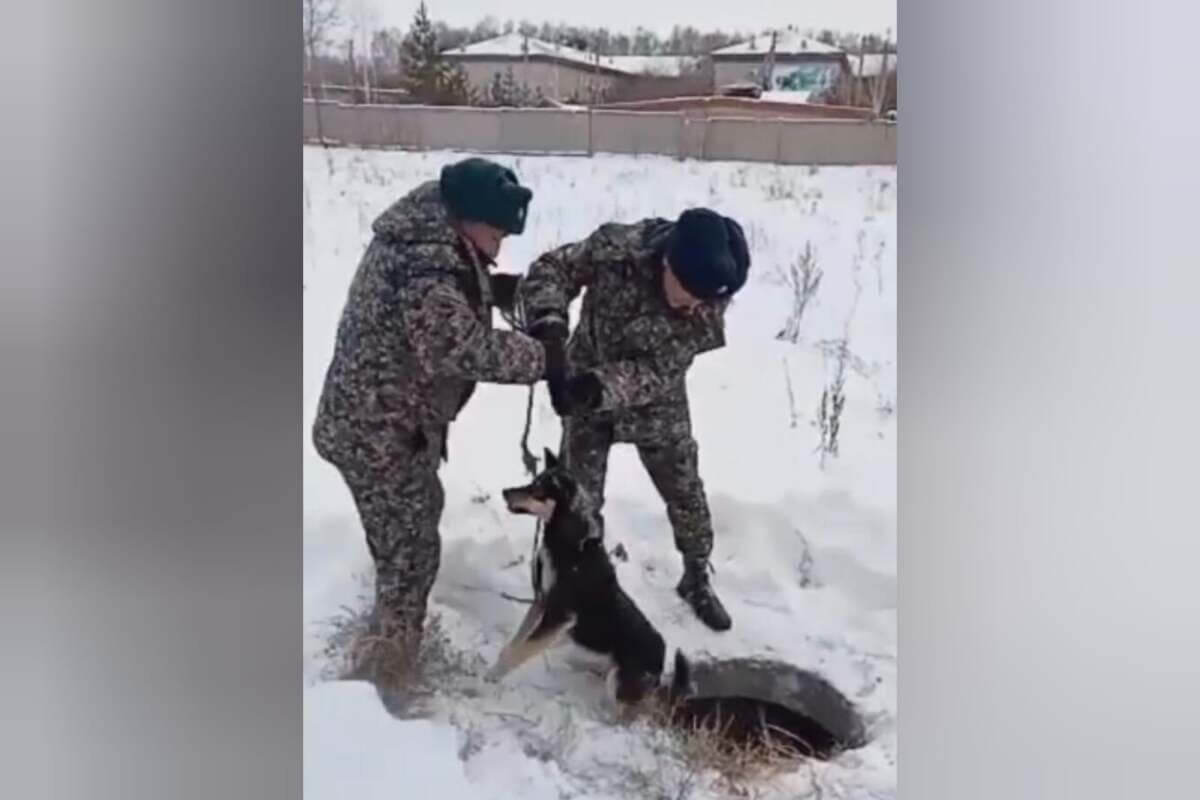 Бездомных собак спасли офицеры Нацгвардии в Петропавловске