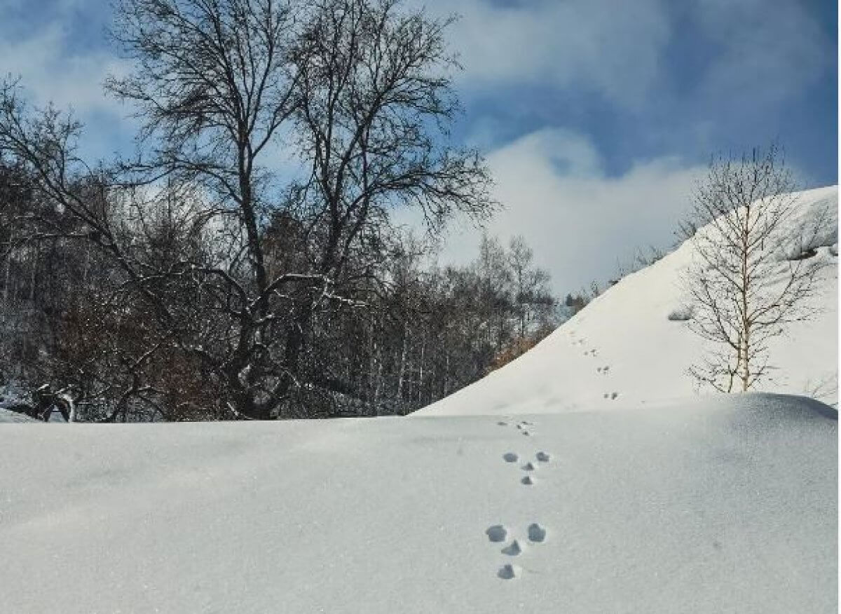 Погода без осадков сохранится в Казахстане 23 января