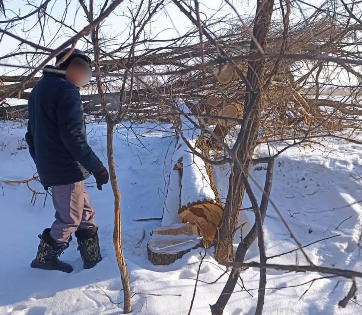 Лесополосу вырубил сельчанин в Жетысуской области