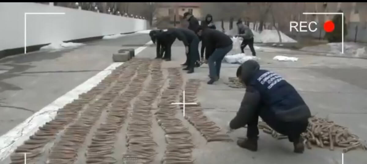Почти 2,5 тысячи рогов сайги изъяли полицейские в Атырау