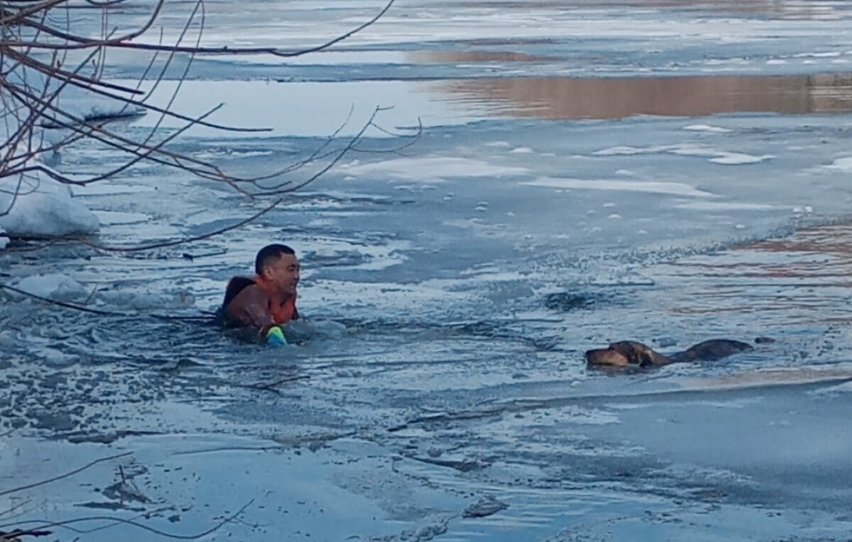 "Силы ее были на пределе": спасли собаку из ледяной воды в Петропавловске