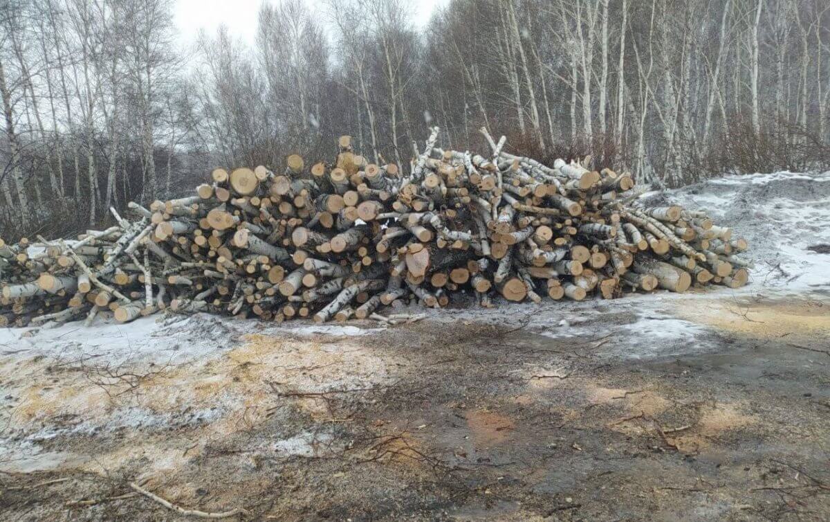 Древесину на 700 тысяч тенге незаконно порубил акмолинец