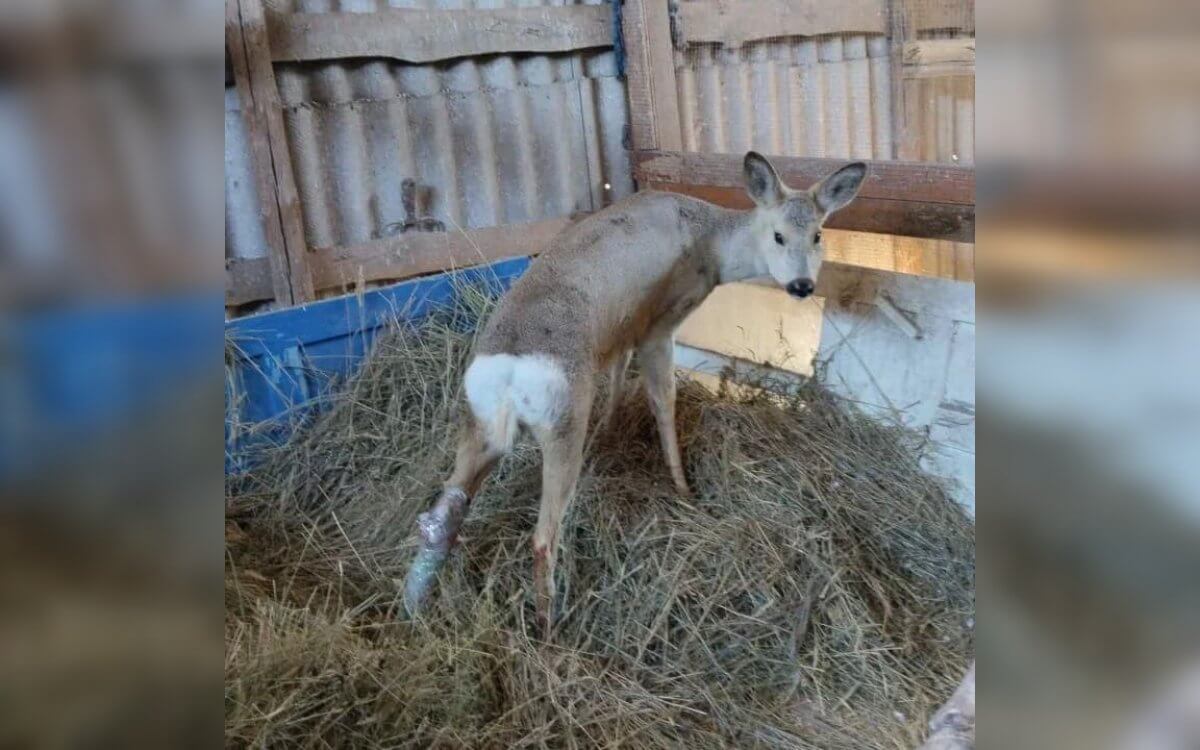 Участковый и егерь спасли косулю в Костанайской области