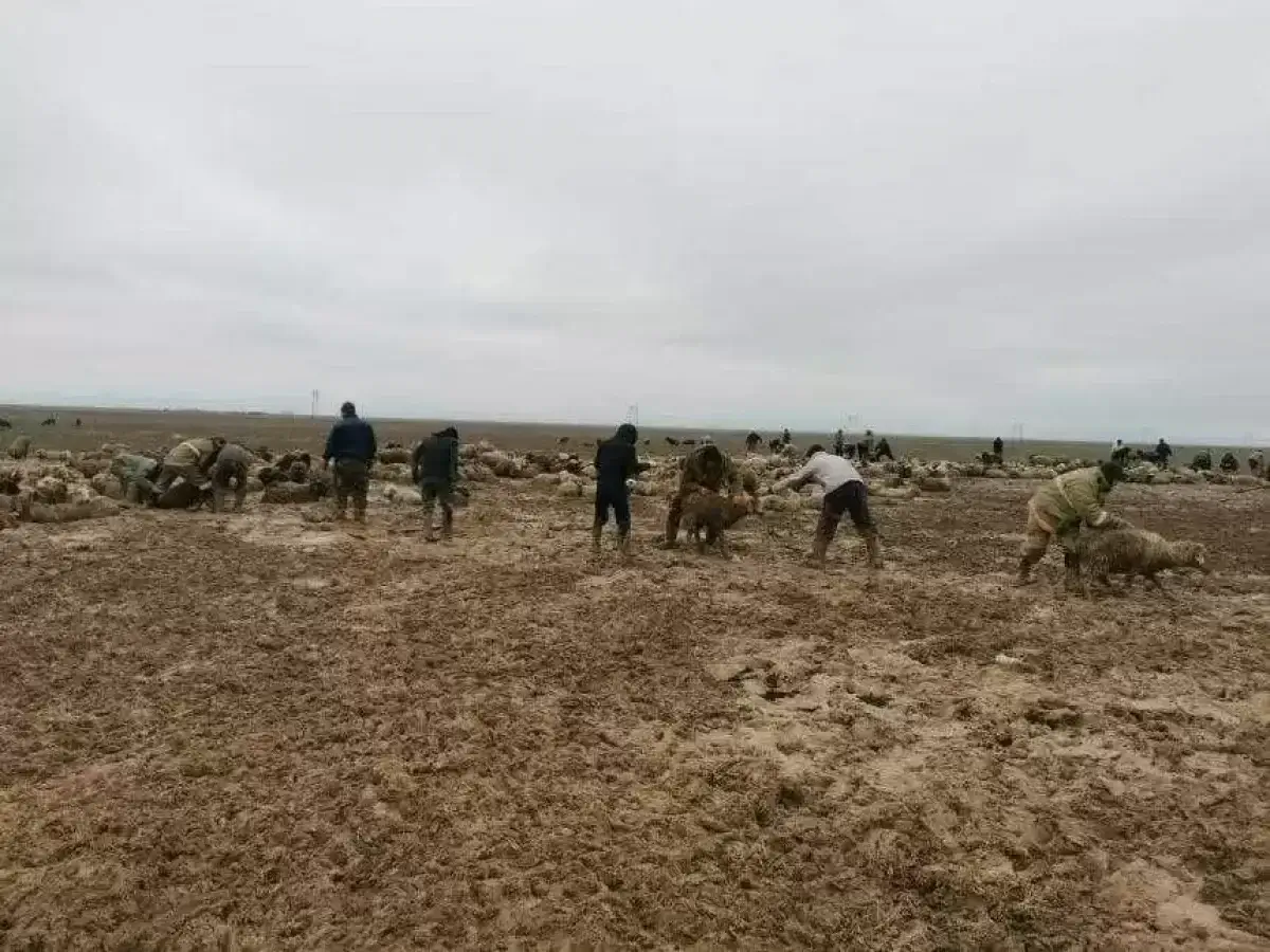 Две тысяч голов овец спасли из грязевой массы в Алматинской области