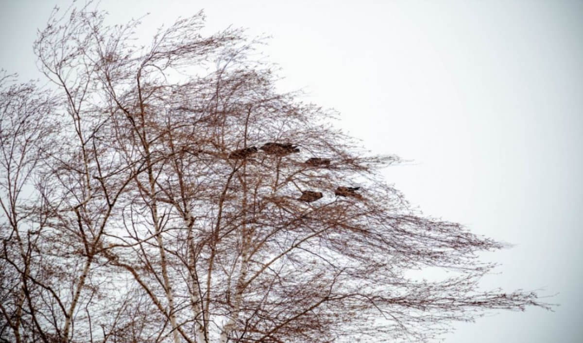 Очень сильный ветер ожидается в регионах Казахстана 2 апреля