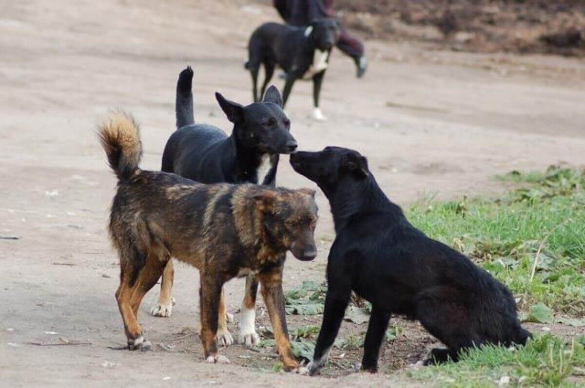 Собачий холокост