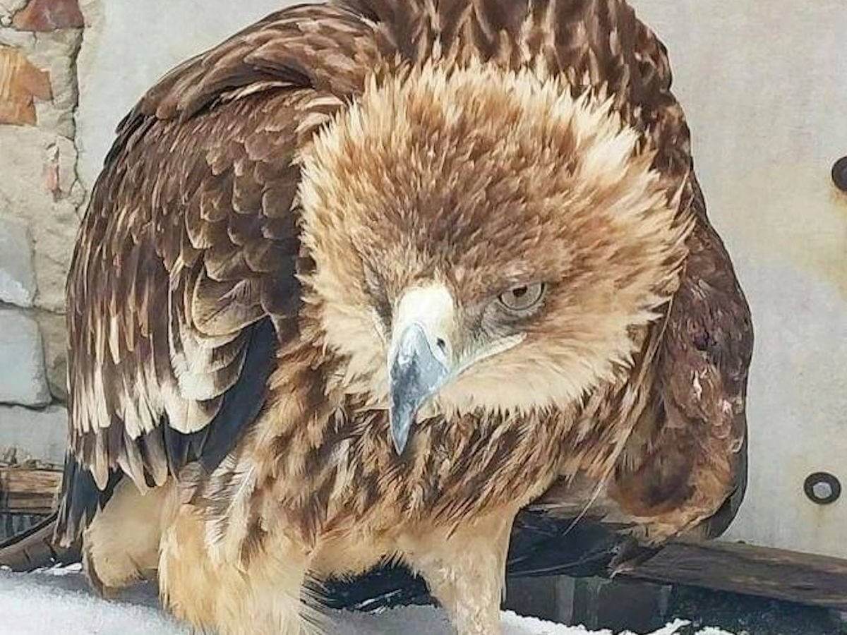 Покалеченного коршуна приютила жительница Усть-Каменогорска