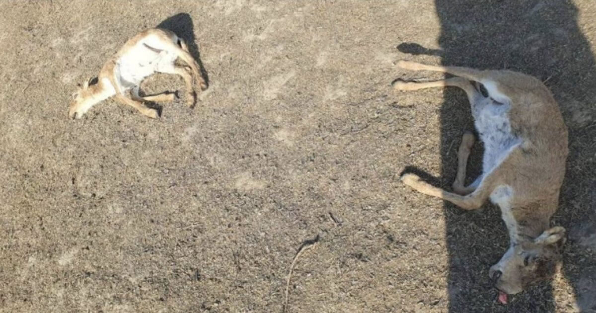 Около 150 павших сайгаков обнаружили в ЗКО