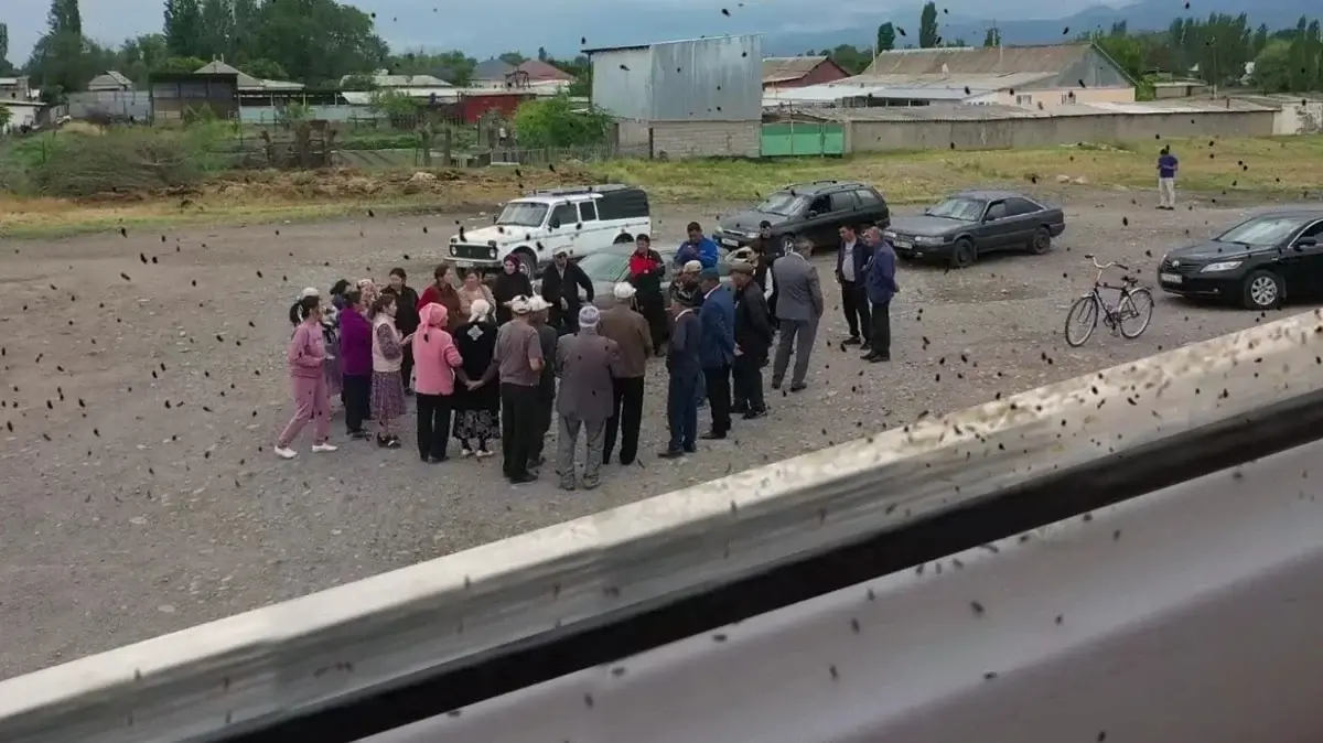 Полчища неизвестных насекомых напали на село в Жамбылской области