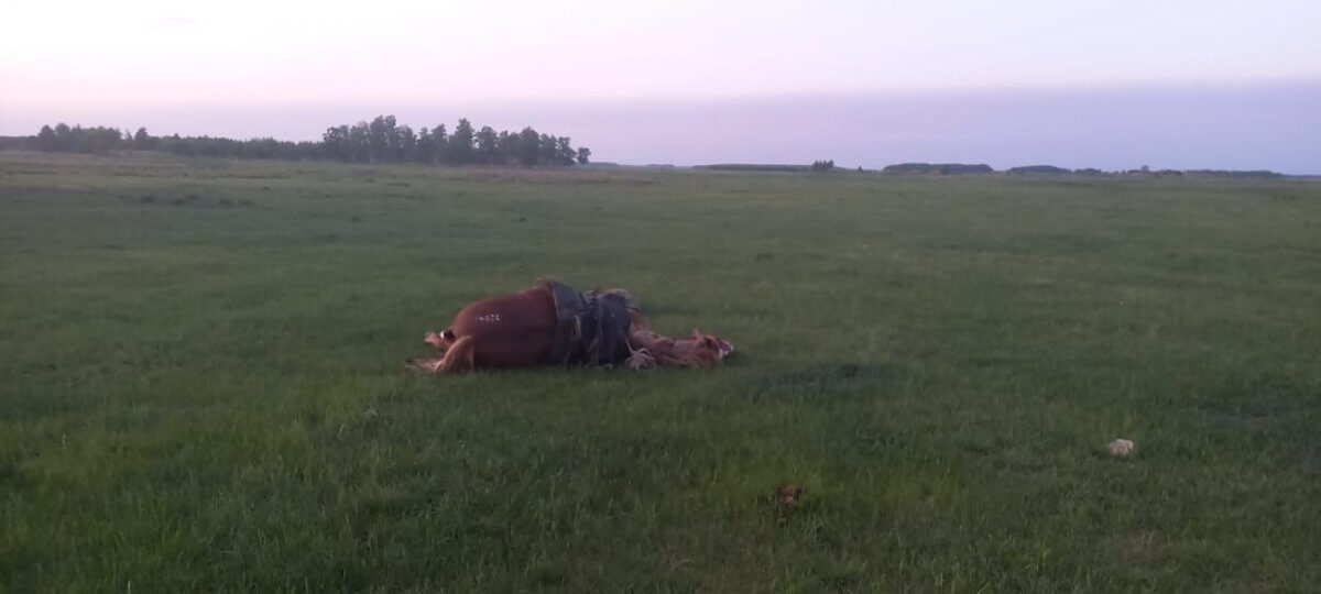 Тело мужчины нашли в степи в СКО