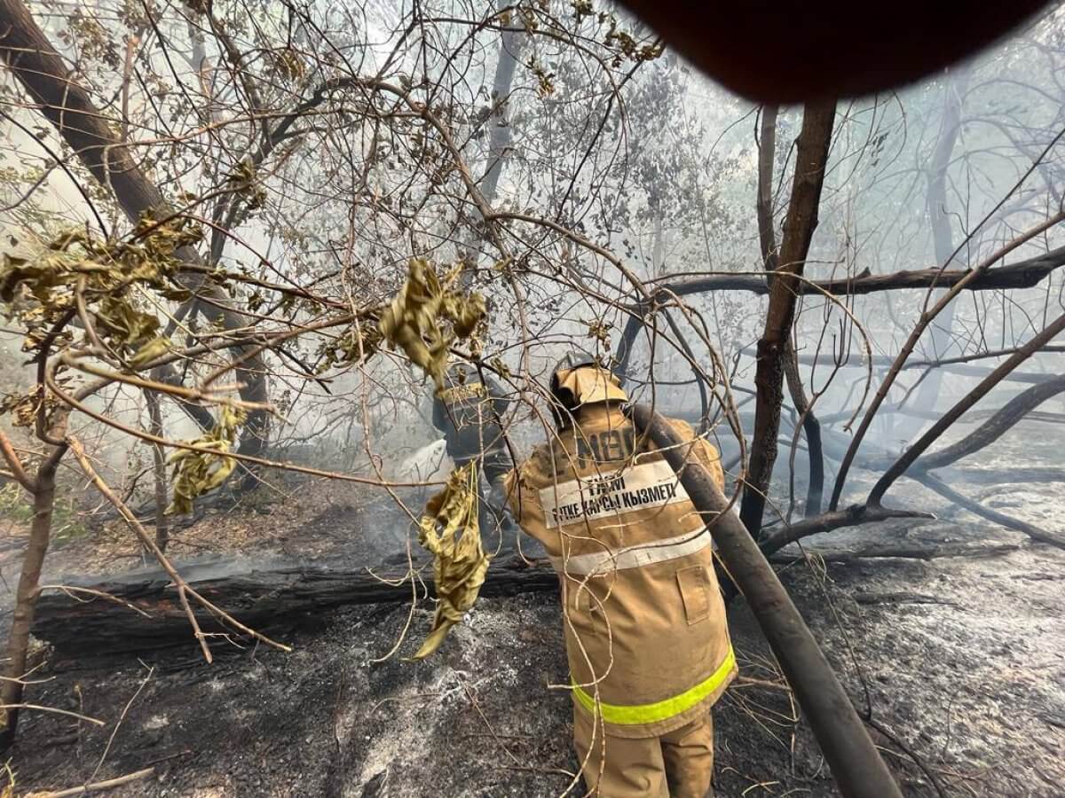 Генпрокуратура возбудила уголовное дело по факту лесного пожара в Абайской области