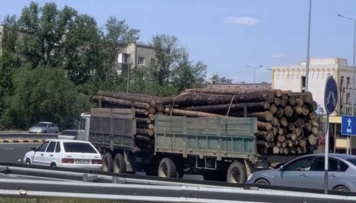 Древесину вывозят из "Семей орманы": в Минэкологии прокомментировали фото из соцсетей