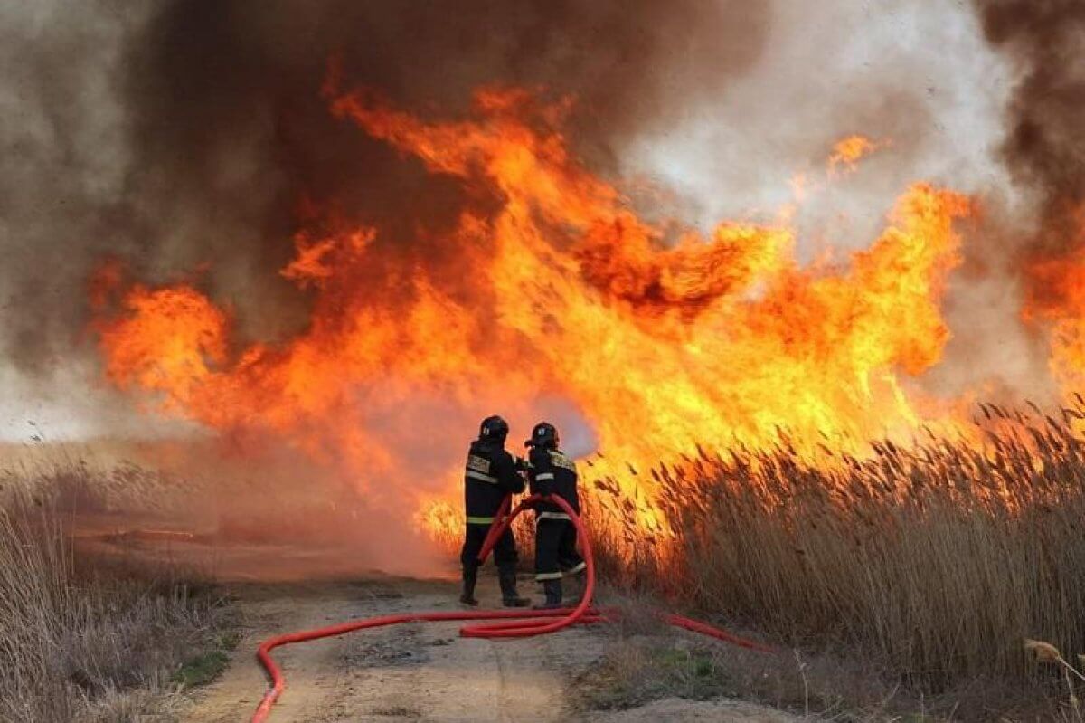 Камыш горит в Алматинской области