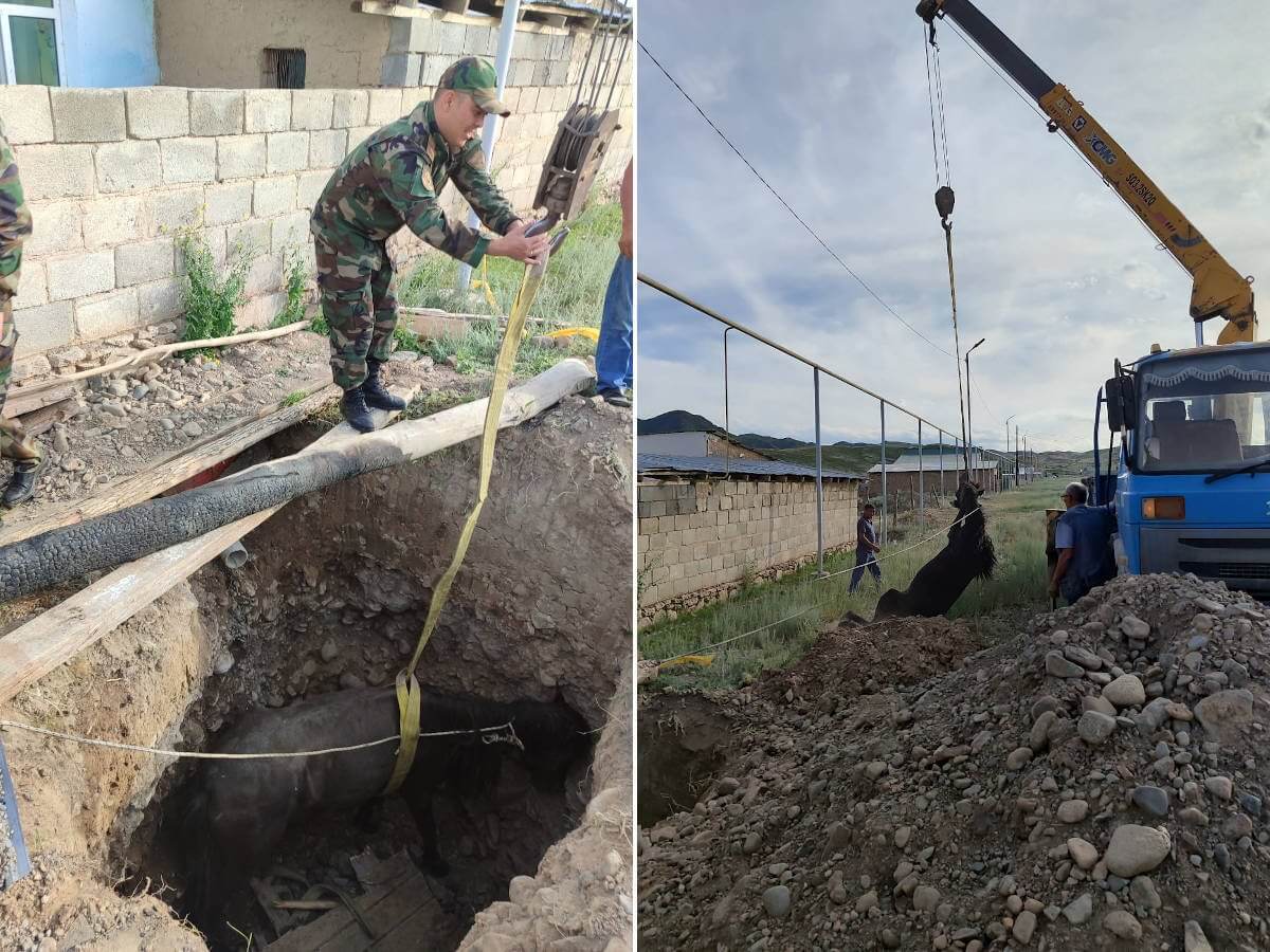 Жеребец весом 150 килограммов упал в глубокий колодец в ВКО