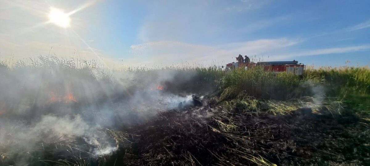 Горел камыш: пожар ликвидировали в Абайской области