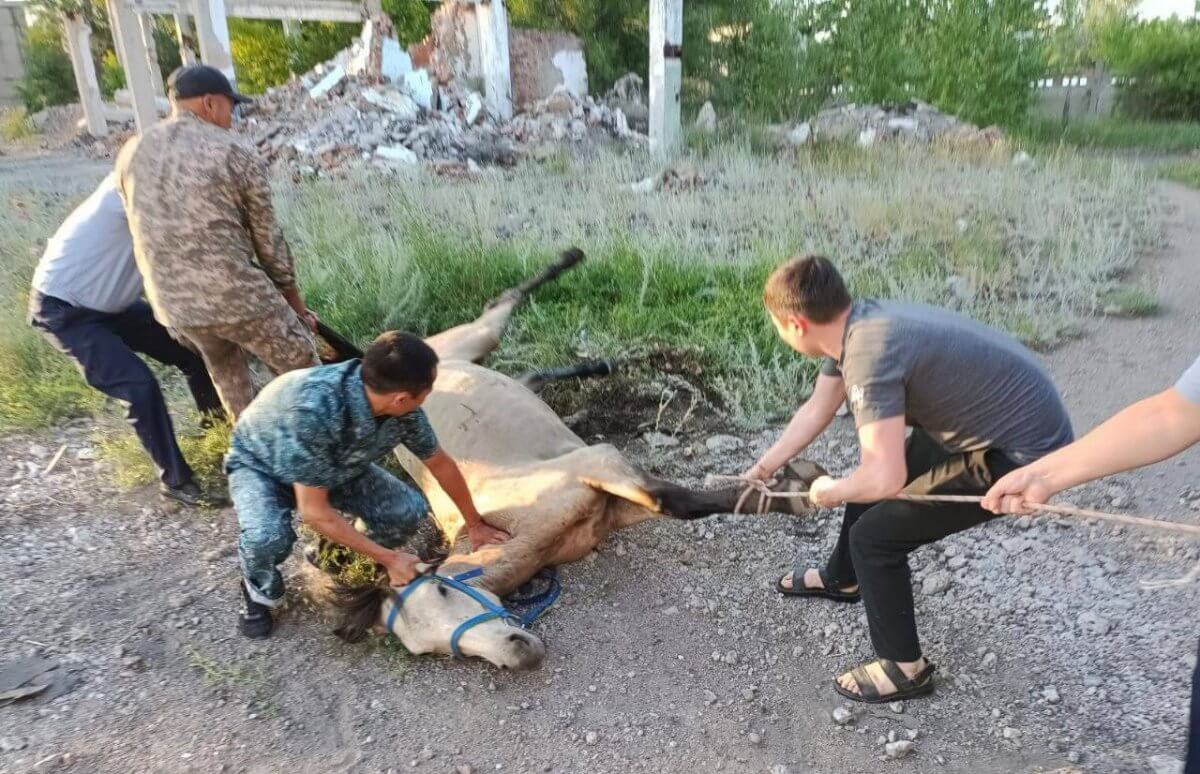 Упавшую в глубокий колодец лошадь спасли полицейские в Абайской области