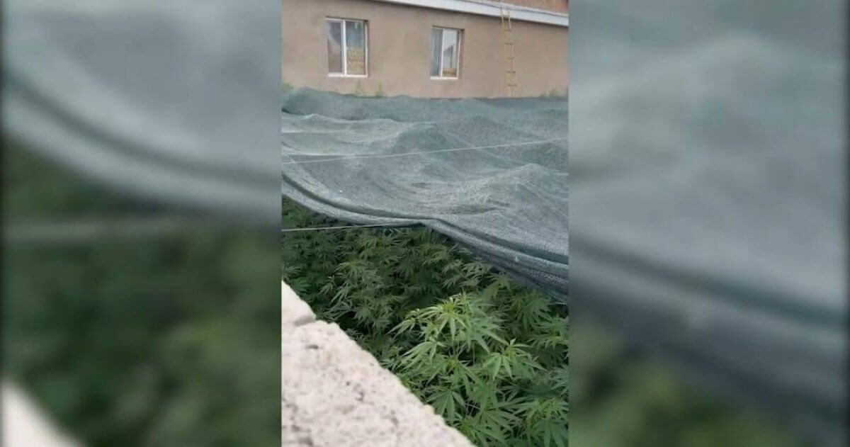 Беспилотник обнаружил поле с почти двумя тоннами конопли в Жамбылской области