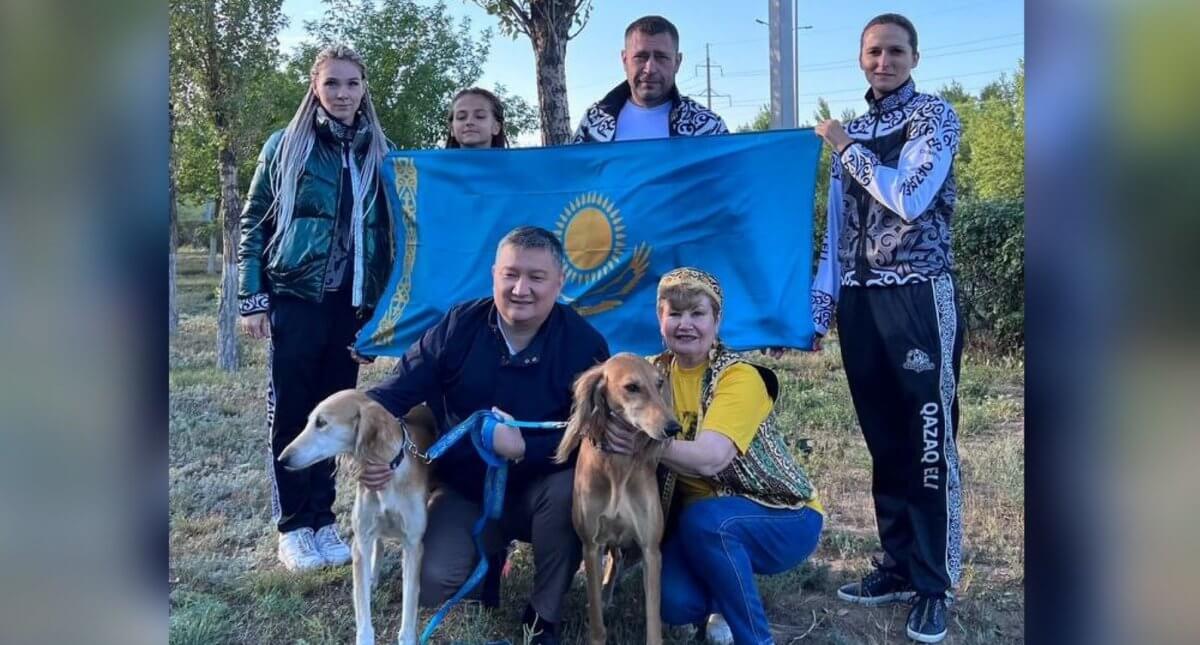 Казахских тазы впервые представят на Всемирной выставке собак в Женеве