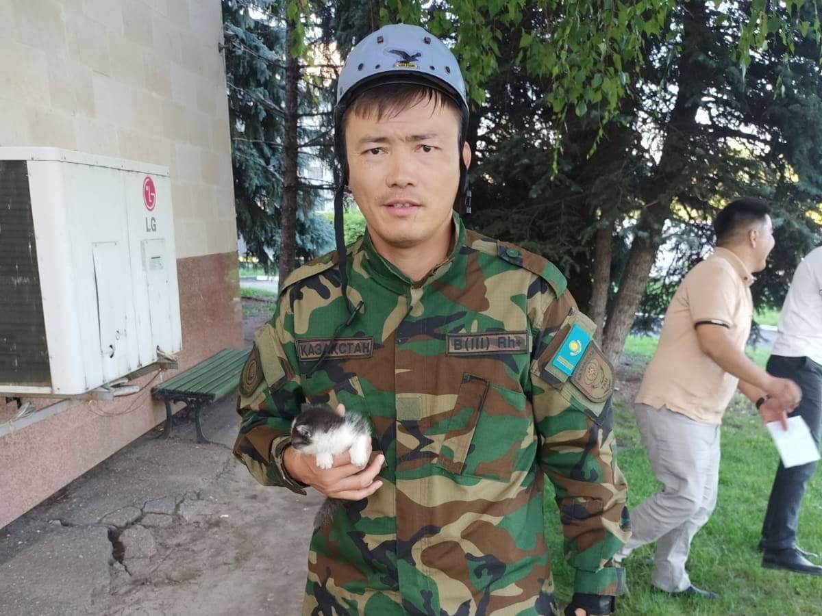 Слепого котенка нашли под облицовкой акимата Усть-Каменогорска