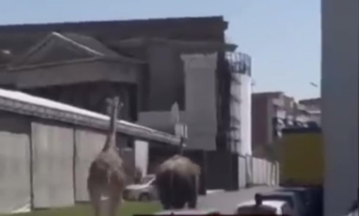 Как в "Мадагаскаре": жираф и слон сбежали со съемок в Риме (ВИДЕО)