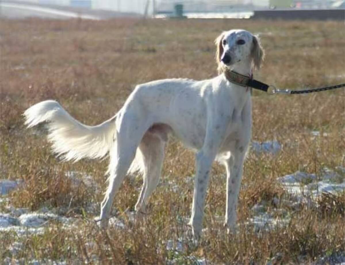 Saluki wild. Пилот салюки. Комбинезон для салюки. Джерси Saluki. Saluki ритуал.