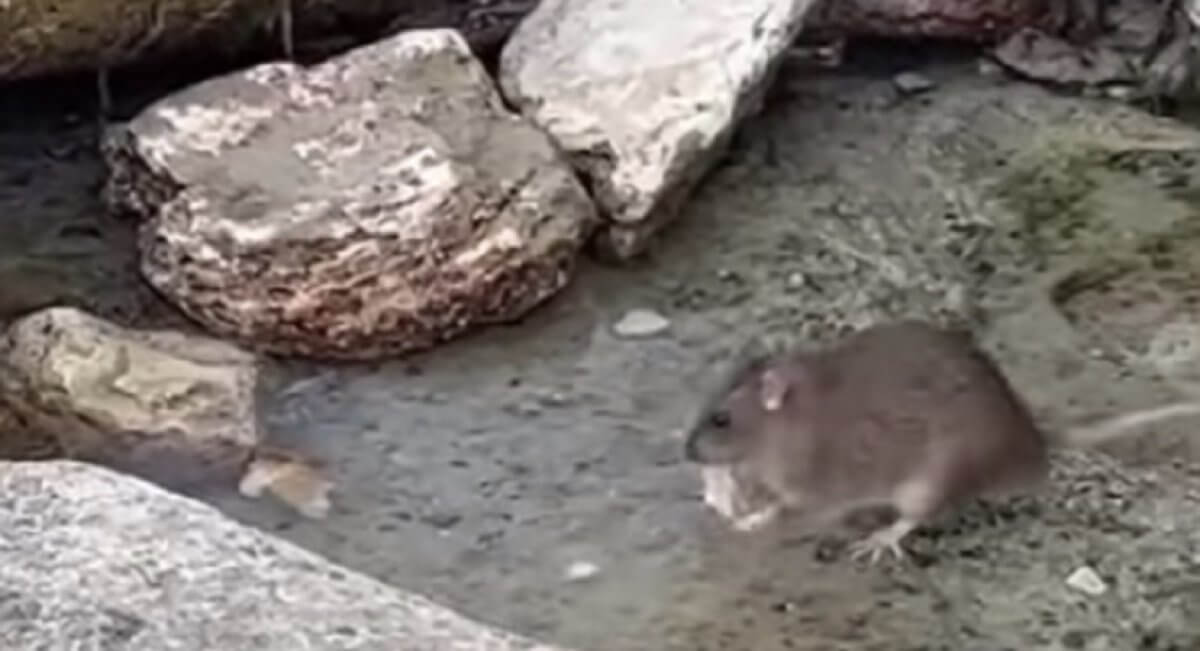 Будет еще хуже – санврач о нашествии крыс в Актау