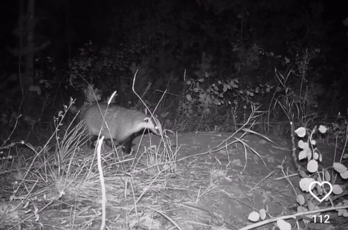 В Павлодарской области барсук попал в фотоловушку (ВИДЕО)