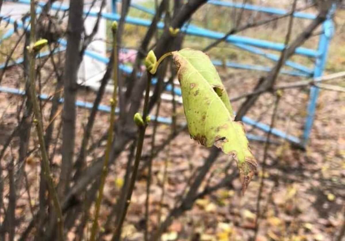 Костанайские растения переживают вторую весну