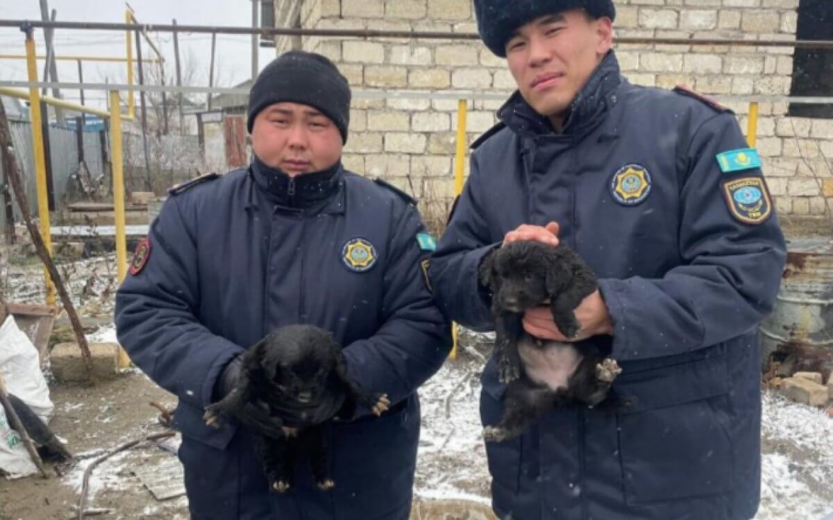Двух щенков вытащили из уличного туалета спасатели в Актюбинской области