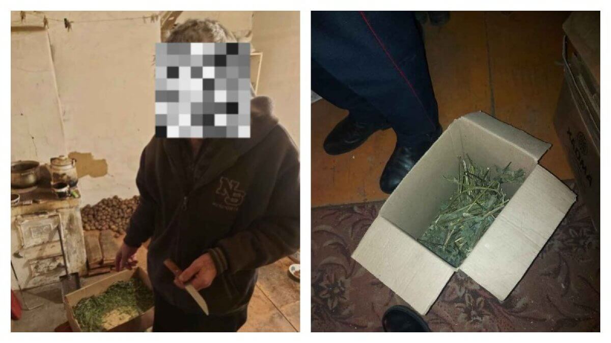 Полезно для здоровья: кашу из конопли варил житель Костанайской области