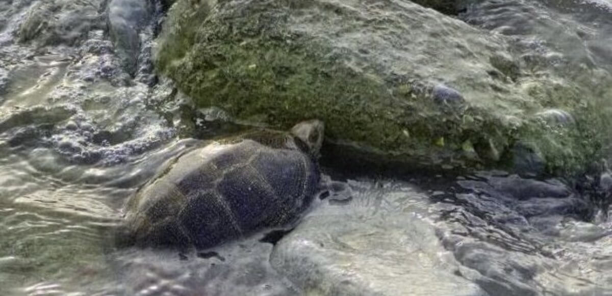 Уникальную "находку" снял на видео житель Актау