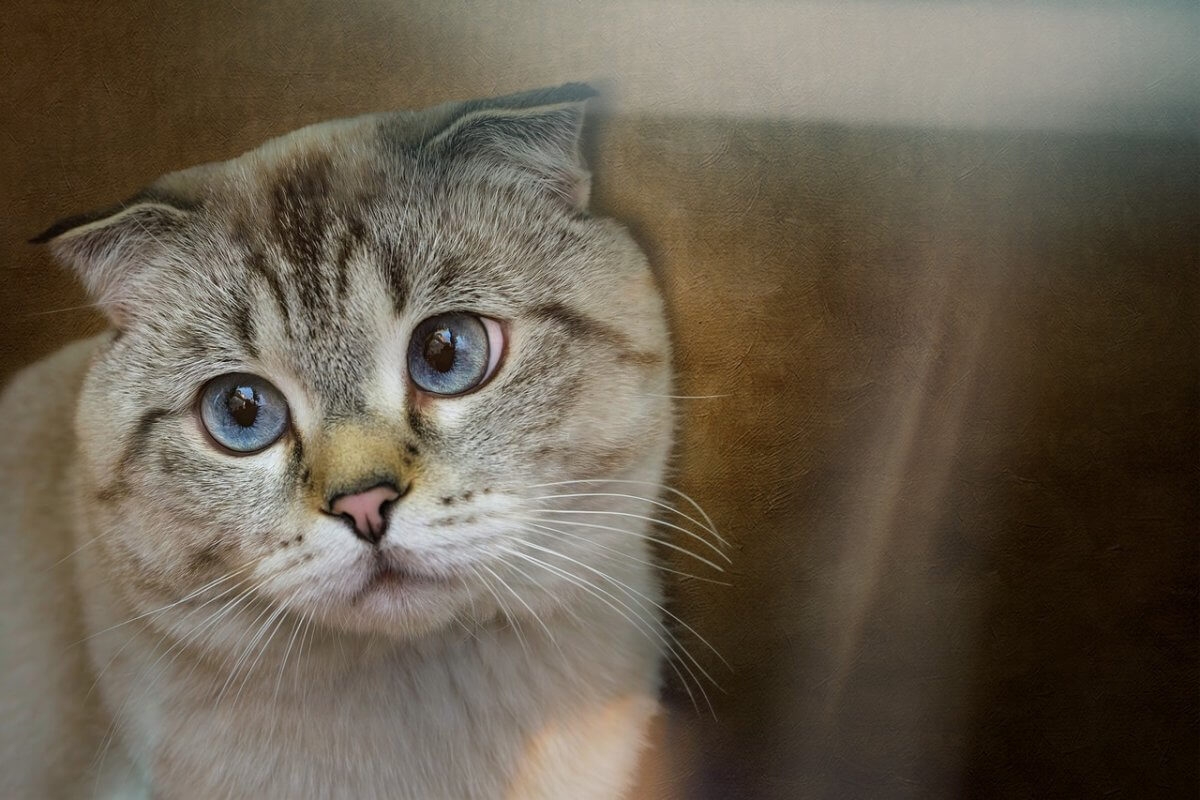 Связали и выбросили в пакете в Атырау: что известно о состоянии кошки (ВИДЕО)