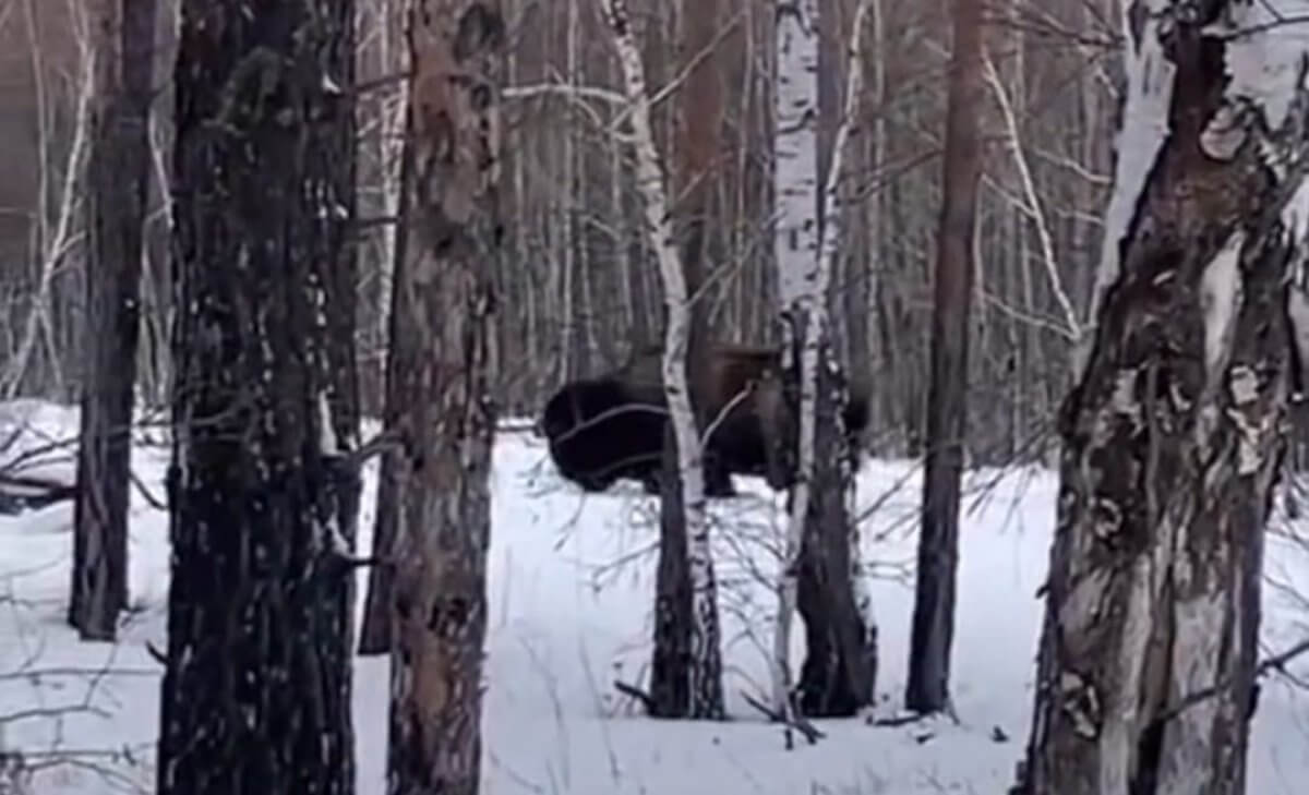 В сети появилось видео с зубром на территории Акмолинской области