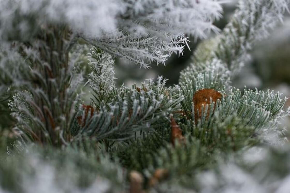 Какая погода ожидает казахстанцев 11 января