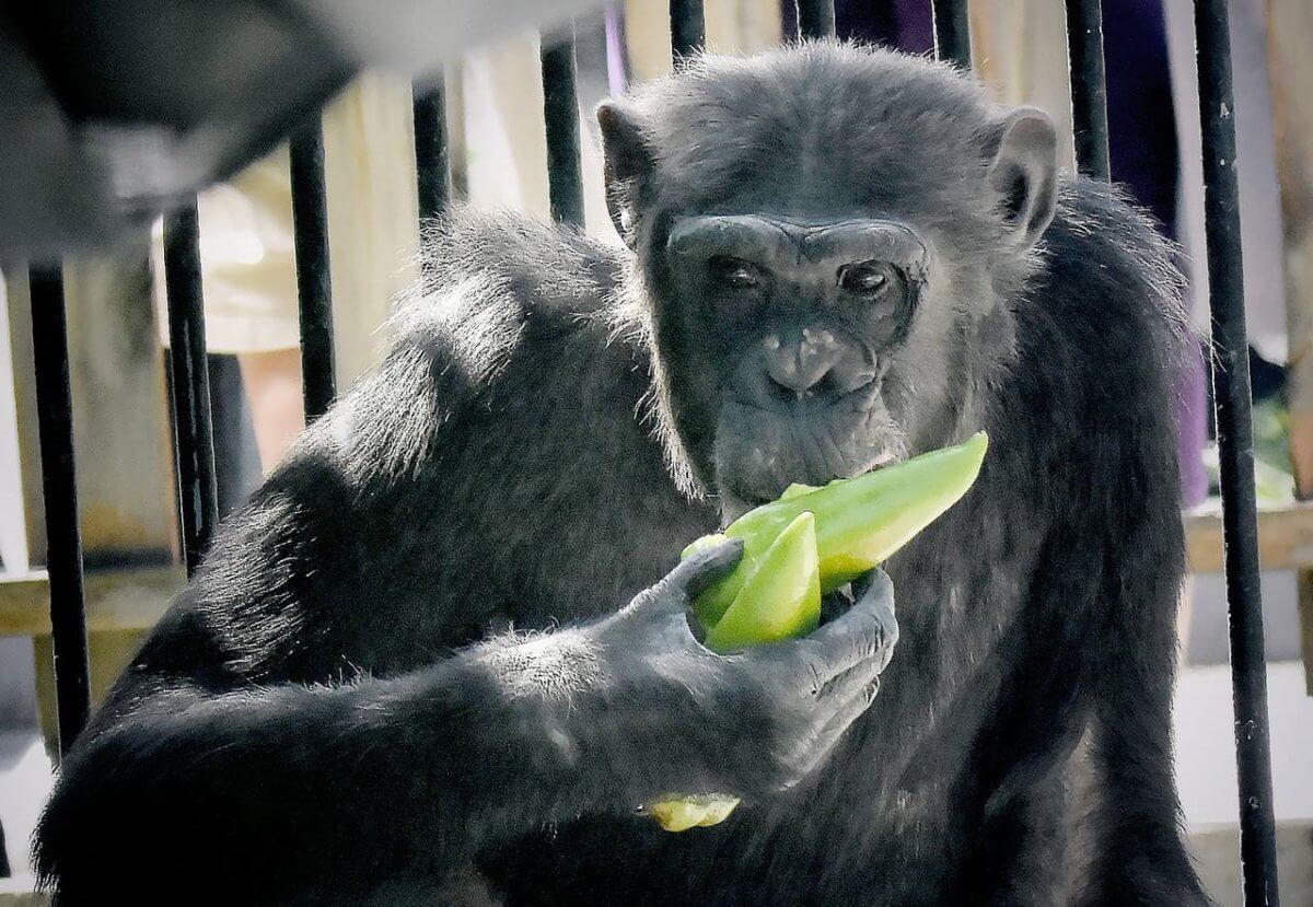В алматинском зоопарке появились новые жильцы