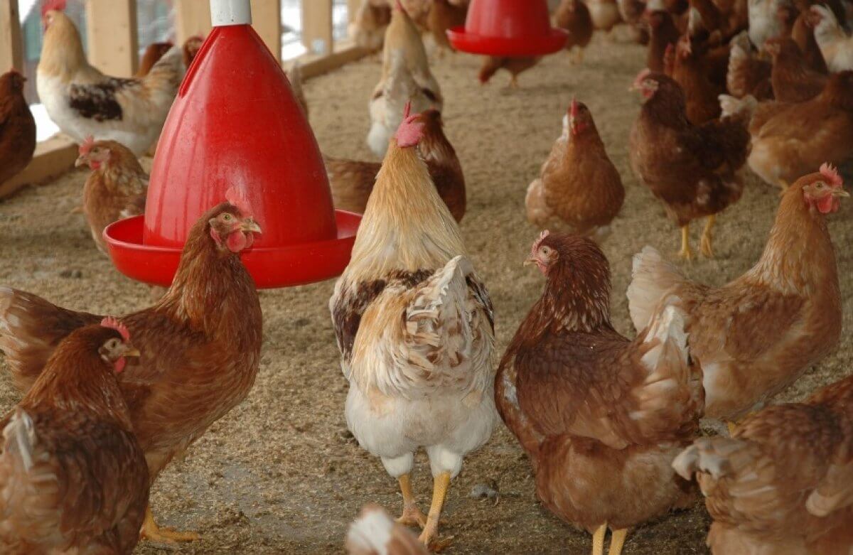 Курятник с сюрпризом держал житель Шымкента. Его забрали в полицию