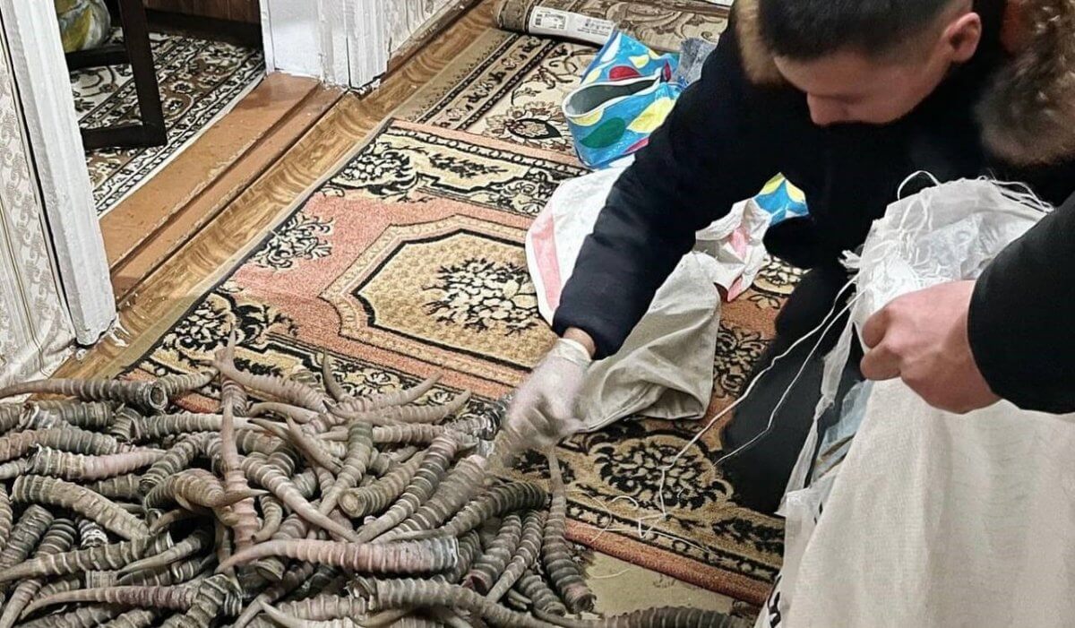 Крупную партию рогов сайги прятал в квартире житель ЗКО