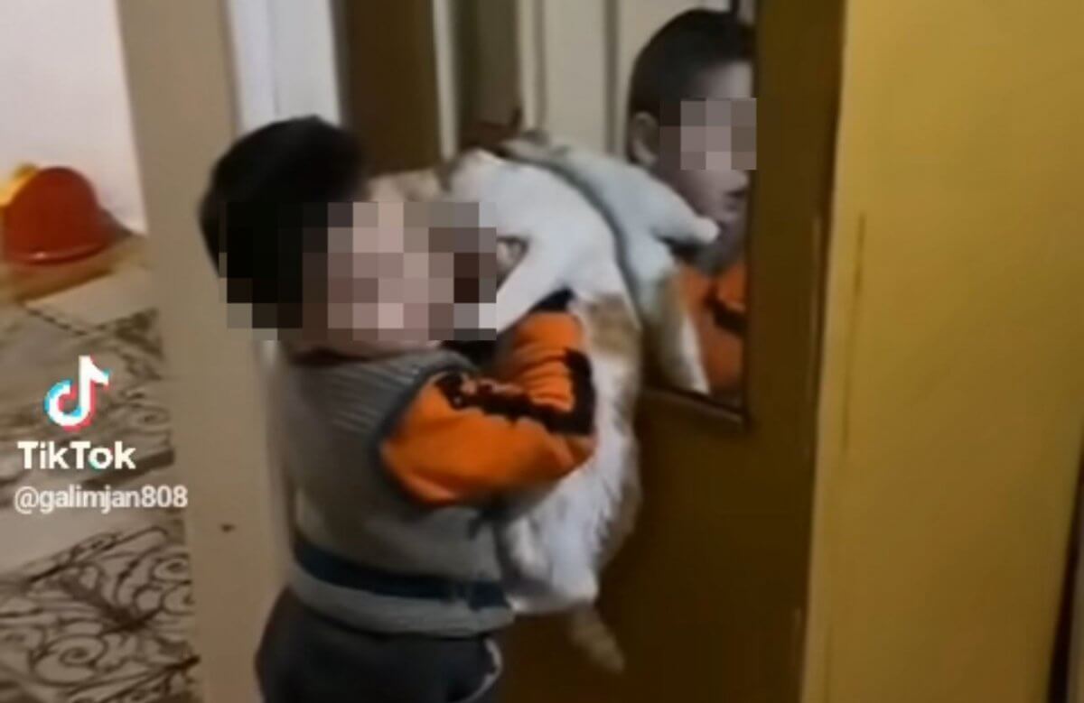 Кадры с ребенком, бьющим о зеркало кошку, обсуждают в Казнете