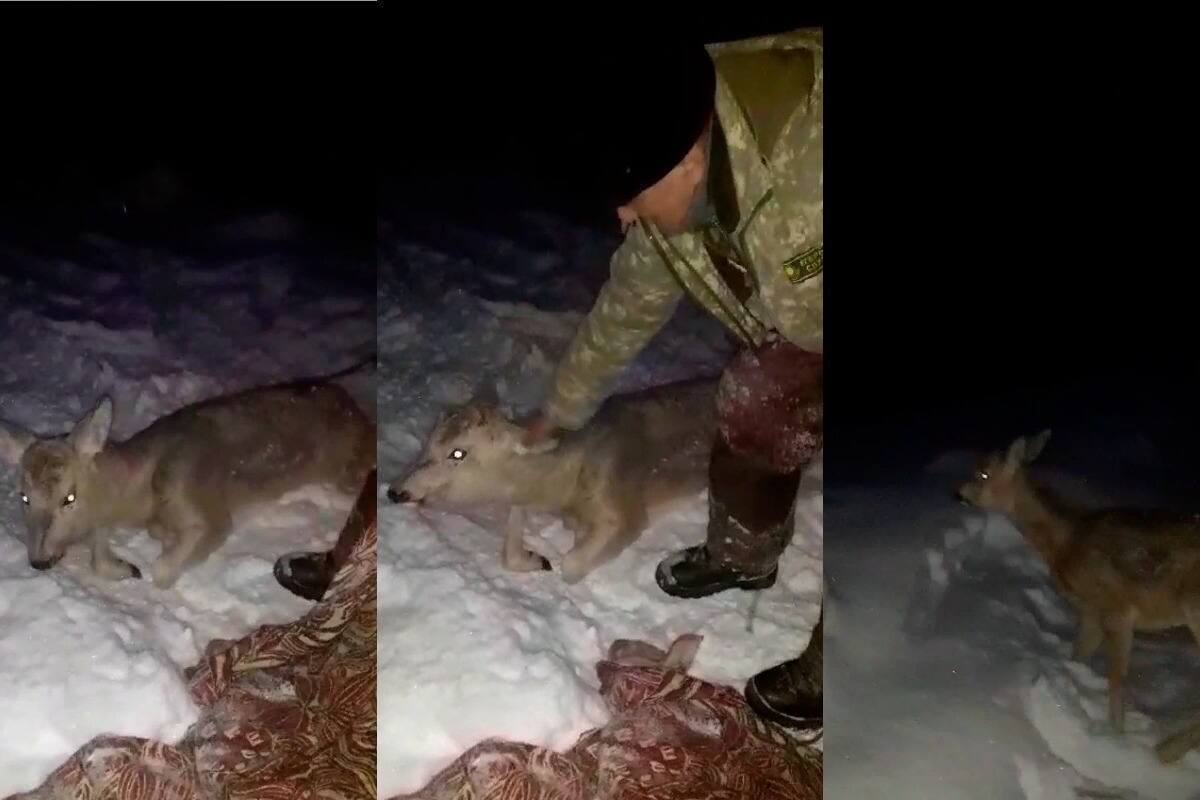 Трогательное видео с косулей опубликовали полицейские СКО